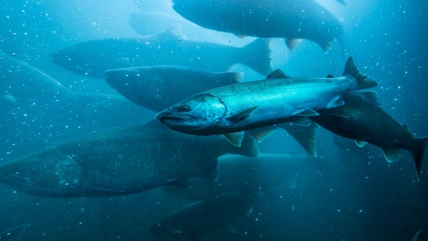 collagène produit à partir du poisson